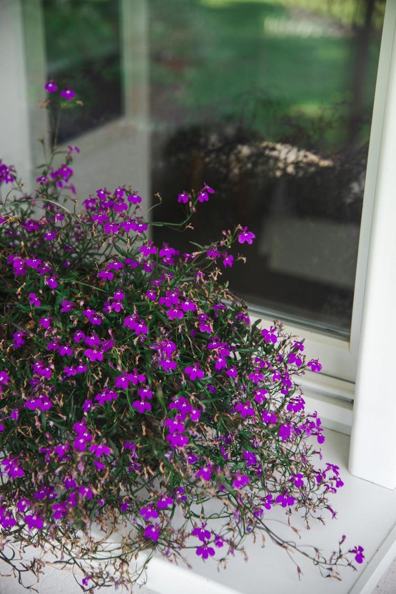 Apartmani Maslacak Vrdnik Esterno foto